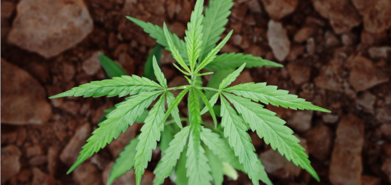 Marihuana obsahuje mimozemskú DNA, ktorá nie je z našej slnečnej sústavy. Potvrdila to aj NASA
