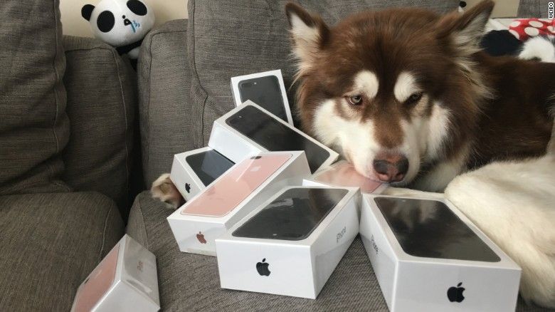 6 000 dolárov za iPhony pre psa? V Číne je možné všetko