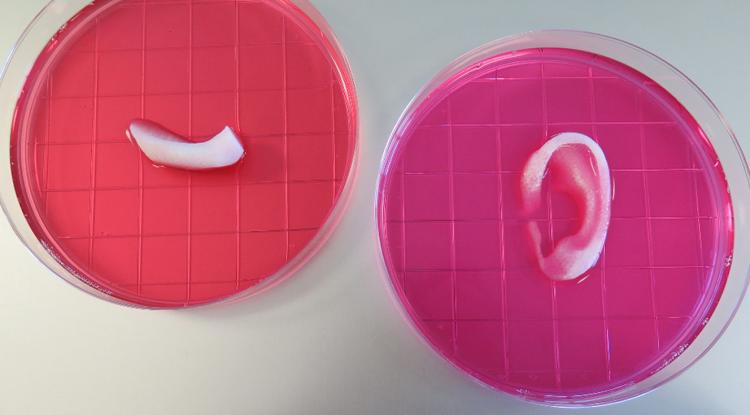3D tlačiareň tlačí ľudské uši, svaly alebo kostné tkanivo